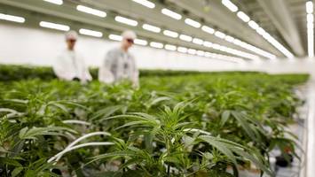 trotz einer lizenz: erster cannabis-anbauverein schmeißt hin
