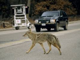 USA: Kojoten mitten in Los Angeles