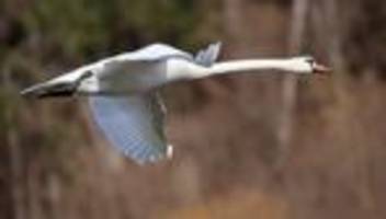 tiere: schwan blockiert stundenlang kreuzung im landkreis görlitz