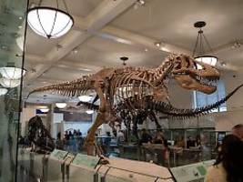 Erst mit 40 Jahren ausgewachsen: T. rex wurde später als bisher angenommen zum Giganten