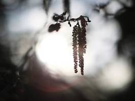 kaum noch atempause: allergiker leiden schon jetzt unter starkem pollenflug