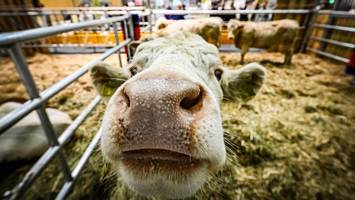 Die Grüne Woche und die Tiere: „Ohne Stallgeruch geht es nicht“