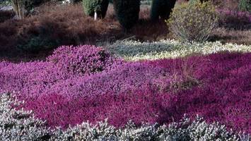 echt ungewöhnlich: wo jetzt schon die lüneburger heide blüht