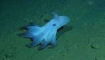 bergbau in der tiefsee: tauchgang zu den narben der tiefsee