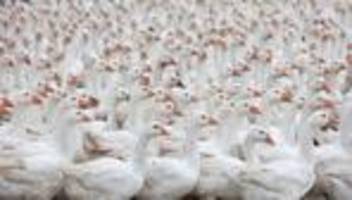 H5N1-Virus in Deutschland: Experte: Vogelgrippe-Impfung könnte Millionen Tiere retten