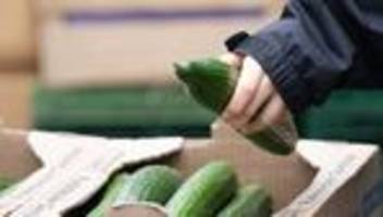 Lebensmittel: Salatgurken verteuern sich drastisch