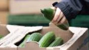 Lebensmittelpreise: Salatgurken wegen Winterwetter deutlich teurer