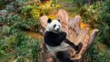 Leihgeschäft mit China: Pandas für den Münchner Zoo? Tierpark kündigt Neubau an