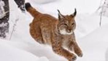 Projekt Wiederansiedlung: Nach dem Wolf soll auch der Luchs zurückkehren