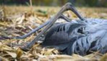 Tiere: Warum die Vogelgrippe in Rheinland-Pfalz ein Risiko bleibt