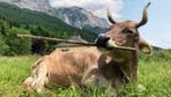 Verhaltensforschung: Gar nicht dumm: Kuh nutzt gezielt Werkzeuge zum Kratzen