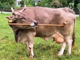 Tierkognition: Von wegen „dumme Kuh“: Veronika benutzt ein Werkzeug