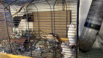 „fassungslos“: ratten in gefrierfach – tierärztin schreitet ein