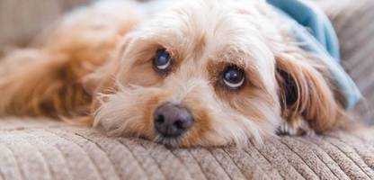 Demenz bei Hunden: Was hilft gegen das Vergessen?