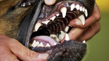 Barmstedt: Beißwütiger Hund läuft Amok – Polizei sucht Zeugen