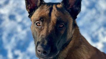 nach wilder verfolgungsjagd: diensthund duke stellt flüchtenden audi-fahrer