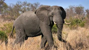 Wilder Elefant läuft Amok: 22 Menschen in zehn Tagen getötet