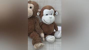 Hamburger (9) vermisst schmerzlich Kuscheltier: Wer hat Stoffaffe Babbi gesehen?