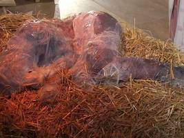 Fernsehen: Wie es zum „Schleim-Jesus“ in der ARD kam