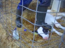 prozessauftakt im allgäuer milchviehskandal: 58 gequälte rinder – anwälte bestreiten vorwürfe gegen landwirte