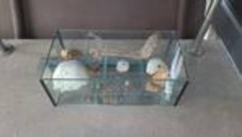 Gruselentdeckung in der Pfalz: Rätselhafter Knochenfund - Staatsanwaltschaft nennt Ergebnis