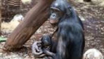 Tierbabys: Große Freude über kleinen Bonobo im Frankfurter Zoo