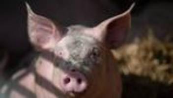 tiere: entlaufene hausschweine sorgen für polizeieinsatz