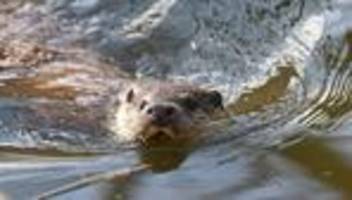 tiere: otter in rheinland-pfalz - spürhunde finden neue nachweise