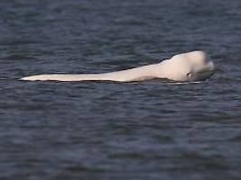 seltene besucher im doppelpack: wale vor den küsten flensburgs und hollands gesichtet