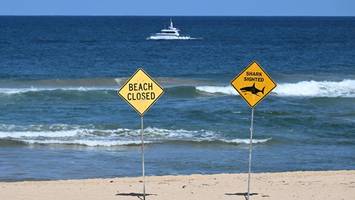 Nächster Hai-Angriff in Australien: Retter raten zu Schwimmbadbesuch