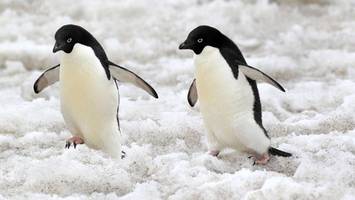 Pinguine brüten immer früher – das hat verheerende Folgen
