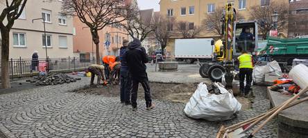 großer aufwand für drei neue bäume in der augsburger altstadt