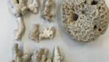 Fund im Reisekoffer: Steinkoralle groß wie Honigmelone in Koffer entdeckt