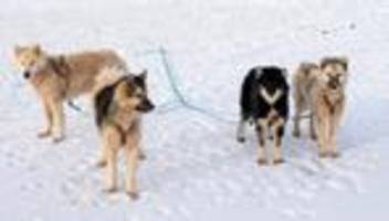 grönland: mir is d’ trump ausganga