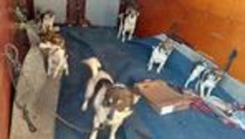 Hundetransport: Unerwarteter Anblick: Transporter mit Hunden gestoppt