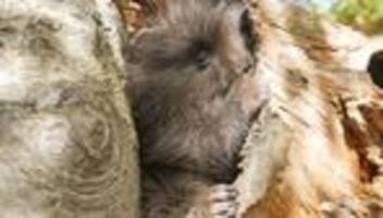 tiere im zoo: inventur im zoo hoyerswerda - zahl der arten nimmt zu