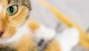 Unfall: Autofahrer weicht Katze aus und fährt gegen Laterne