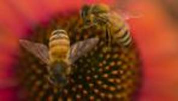 Bienensterben: Die Bienen sterben aus – stimmt's?