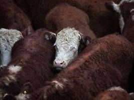 kein schneller usa-ersatz: europa lässt mercosur zappeln - und schneidet sich ins eigene fleisch