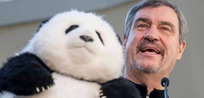 münchner zoo hellabrunn: markus söder will zwei riesenpandas aus china leihen