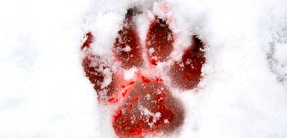 krimi »minnesota« von jo nesbø: schüsse in einer verwundeten stadt