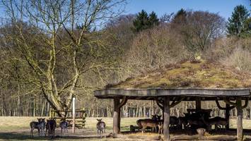 krankheit bedroht baumart in „ganz mitteleuropa“ – auch hamburg akut betroffen