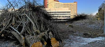 rodung nahe der augsburger uniklinik sorgt für aufsehen