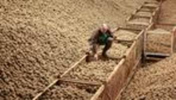 aktion: Überschüssige kartoffeln kommen bei den tafeln an