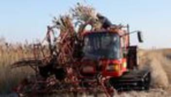 Material mit Tradition: Schilfrohr für Dächer - Erntesaison in MV läuft