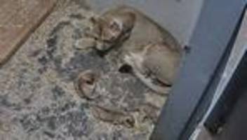 Schwerin: Drei auf einen Streich: Löwenbabys im Schweriner Zoo