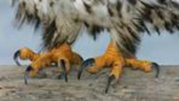 Geplanter Friedensrat: Donald Trumps Schurken-UN