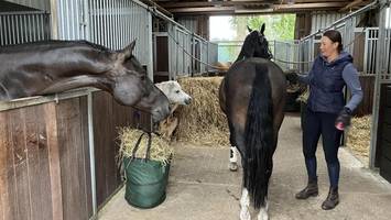 pferdeherpes ausgebrochen: norderstedter hof steht unter quarantäne