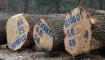 Waldbesitz: Zahlreiche Holzstämme für gutes Geld versteigert