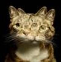 quantenphysik: so groß war schrödingers katze noch nie